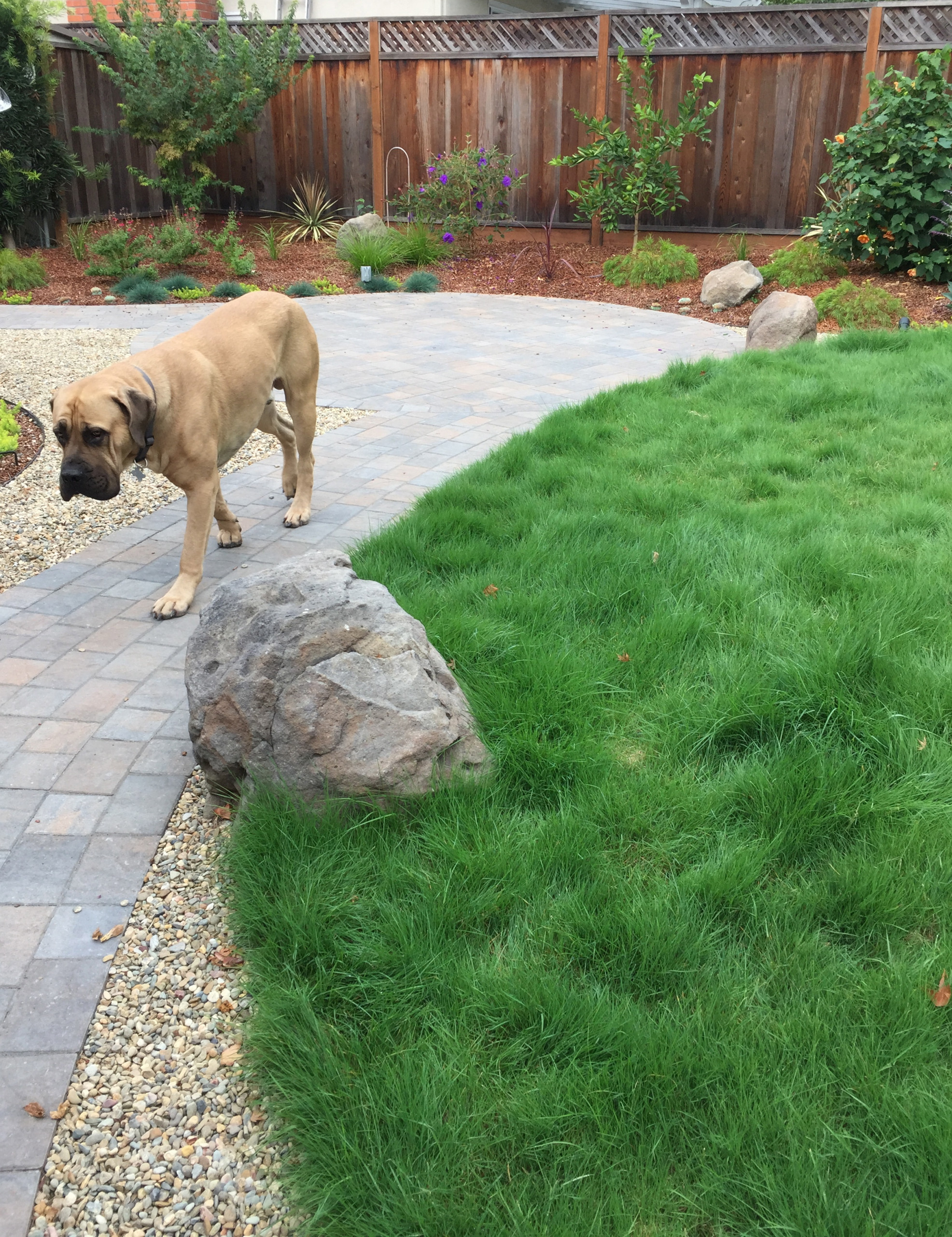 Castro Valley big dog back yard