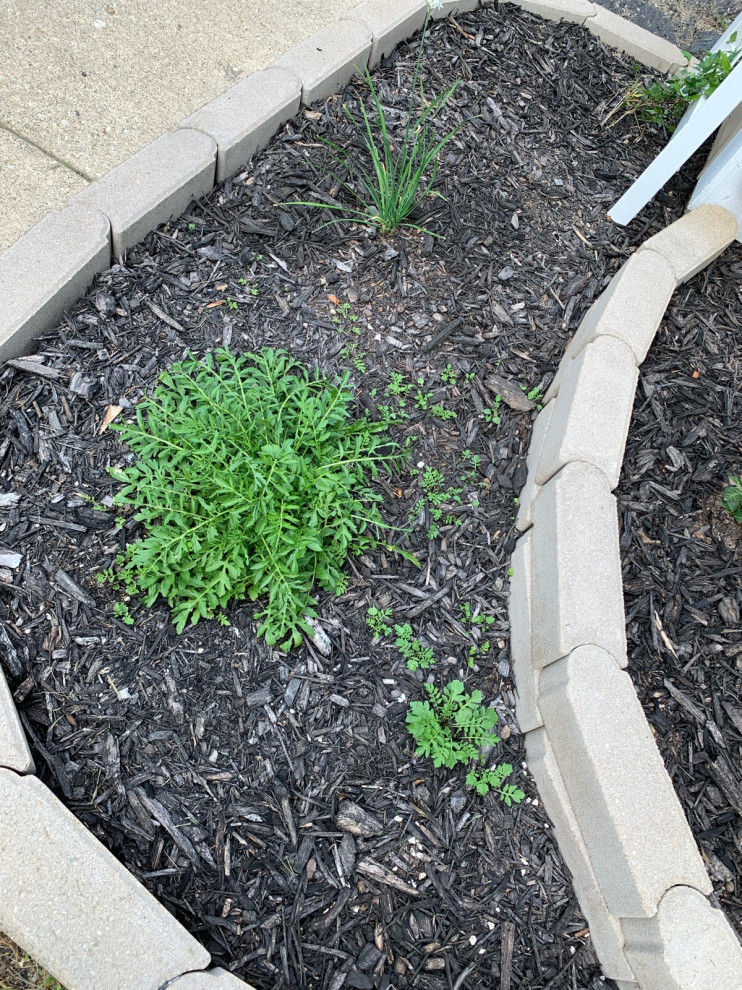 Is my astilbe spreading?