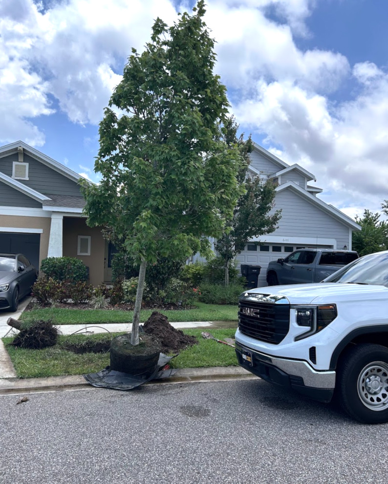 HOA Approved Tree Installation