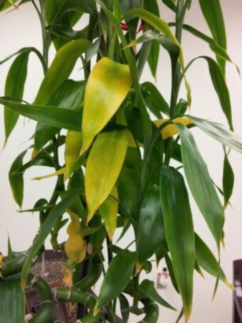Lucky bamboo leaves turning yellow