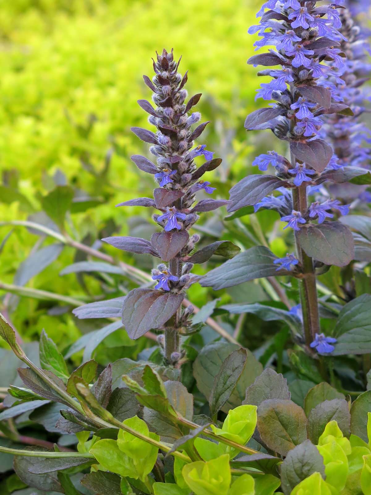 ТЕПЛЫШКО МОЕ. ВЕСНА.