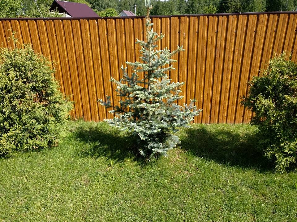 сад, который рисовая я