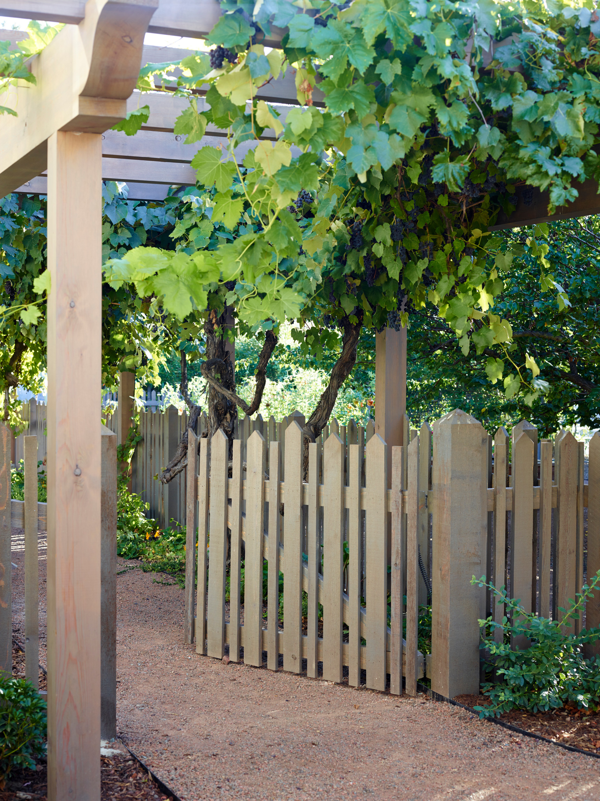 grape vine fence design