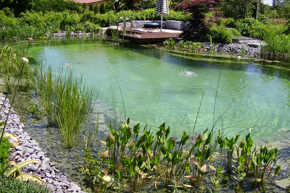 Design ideas for a large contemporary backyard custom-shaped natural pool in Other with gravel.
