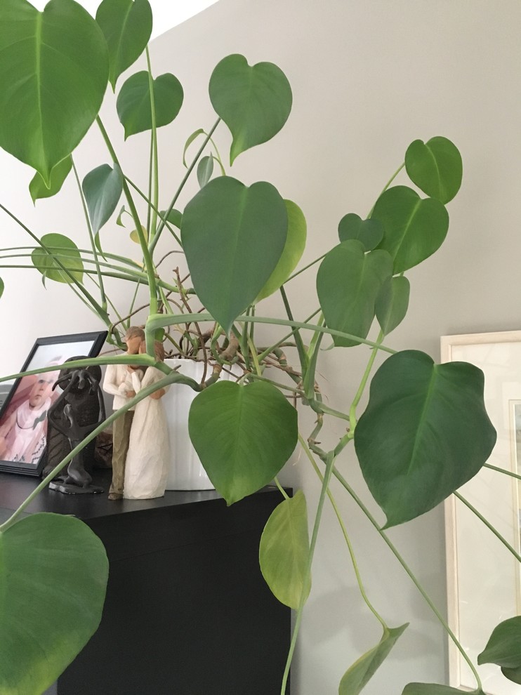 Plant identification. A curious case. | Houzz Forum