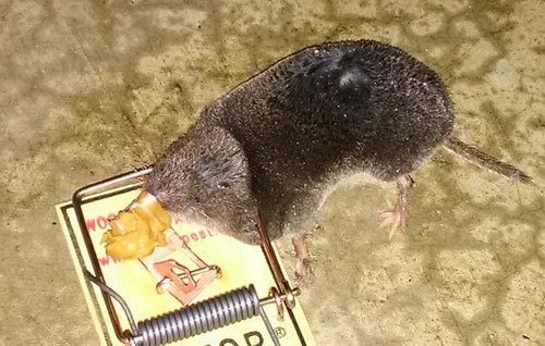 Mouse, Vole or Shrew in Garage