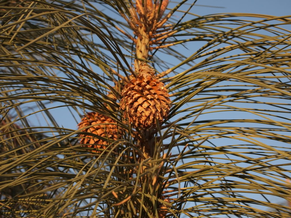 Sabinal Tree Pinus sabiniana at Mt. Diablo | Houzz Forum