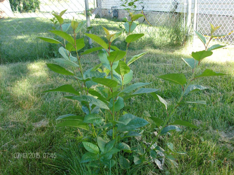 Need Help Identifying A Cherry Tree Sapling
