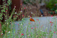 Create a Container Wildlife Habitat for Hummingbirds and Butterflies