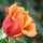 tricia_bowers