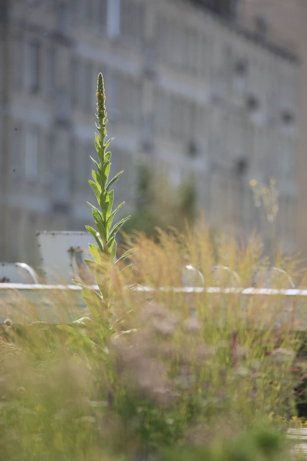 Сад на крыше