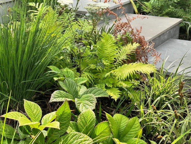 Brighton Garden garden