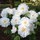 mary_haskins