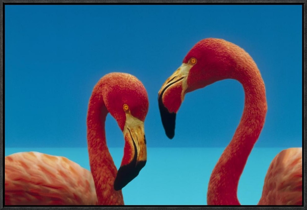 Flamingo Fever I no Splatter Giclee Stretched Canvas Artwork 30 x 20 Global Gallery Anne Tavoletti 
