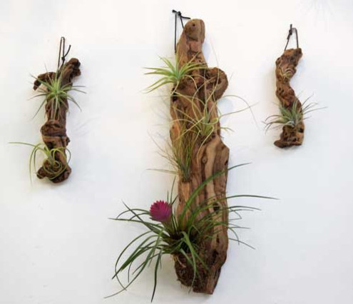 Grape Wood Tillandsia Garden