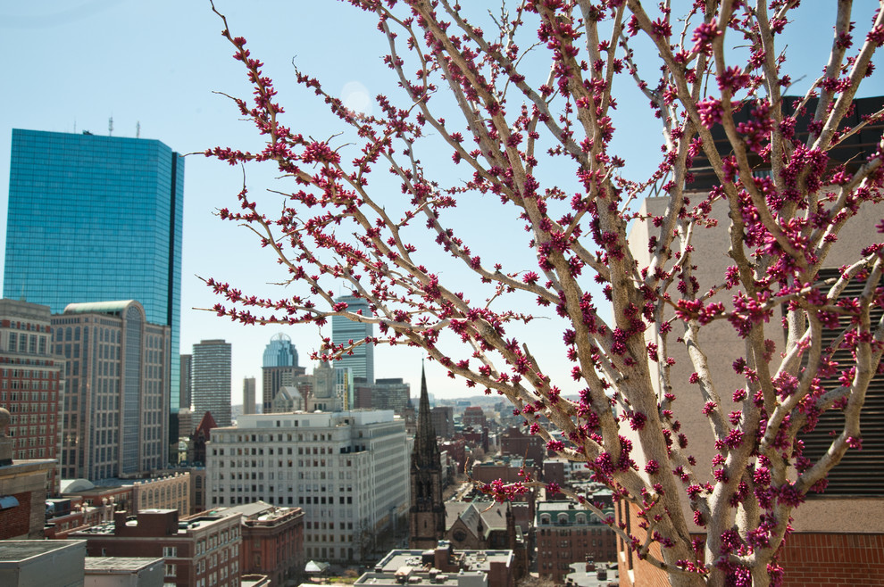 Boston, MA Penthouse Rooftop Garden Boston by Jean Brooks