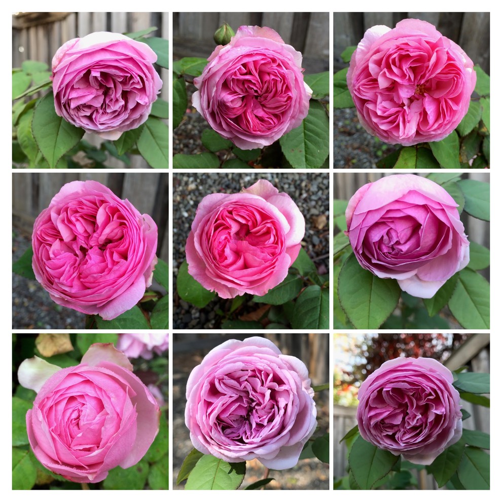 Late Summer Rose Collages - Part II | Houzz Forum