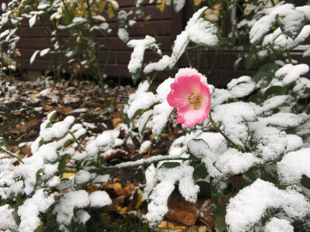 Белкин Сад. Предзимье 2019