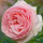 Last commented by Flowerescent NJ Zone 6