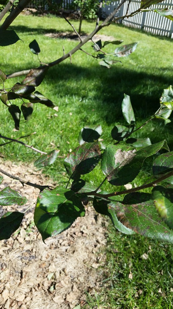 Apple Tree Losing Leaves and Fruit