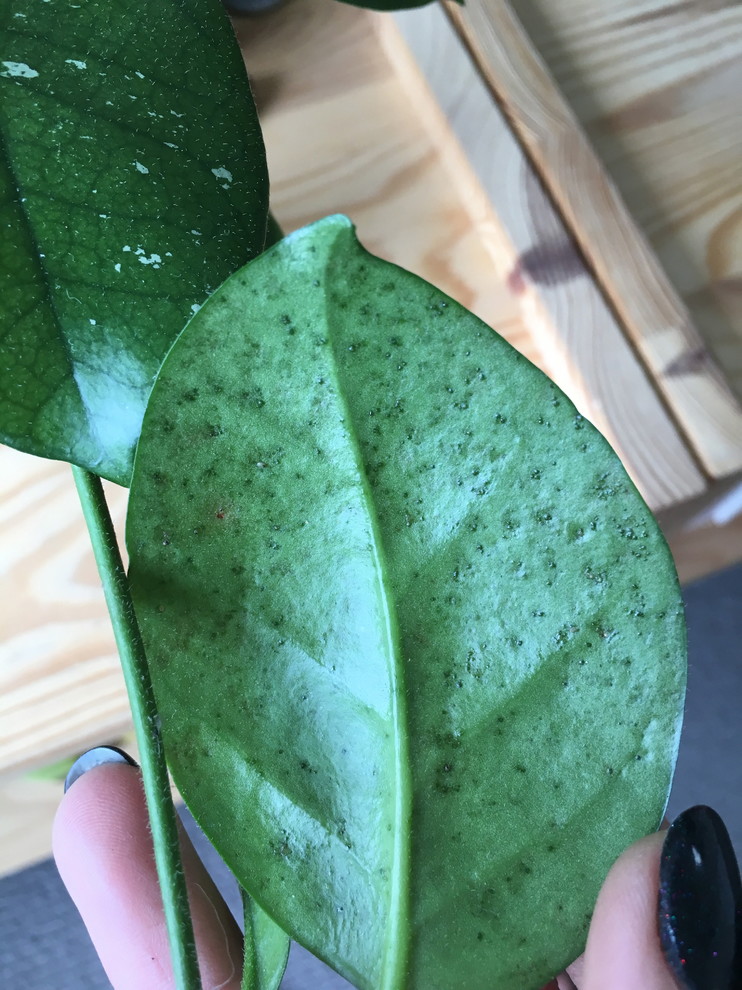 Hoya mystery ailment help!