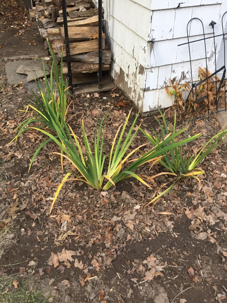 Japanese iris turning yellow after transplanting