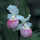 lady_slipper