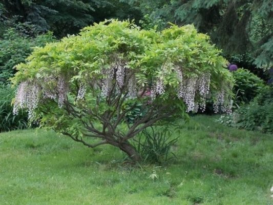 Wisteria macrostachya "Aunt Dee" | Houzz Forum