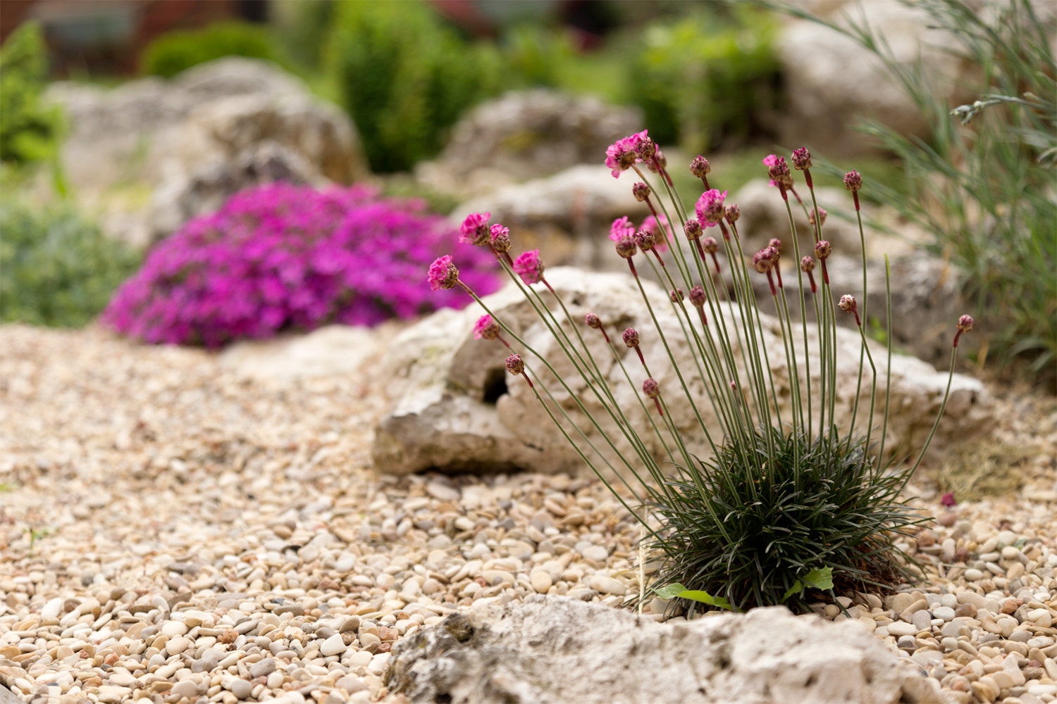 Новая Рига, Москва