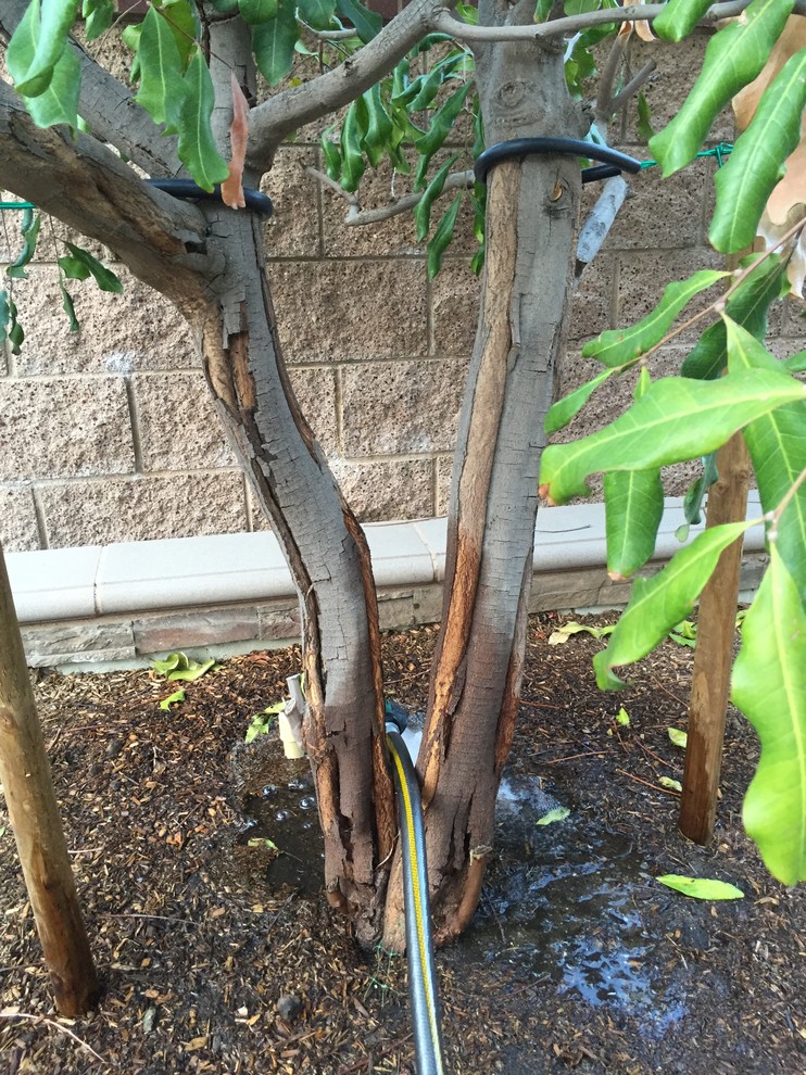 Carrotwood tree trunk problem