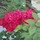 partera_smalls