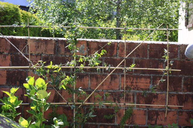 DIY : Créez un palissage pour vos plantes grimpantes