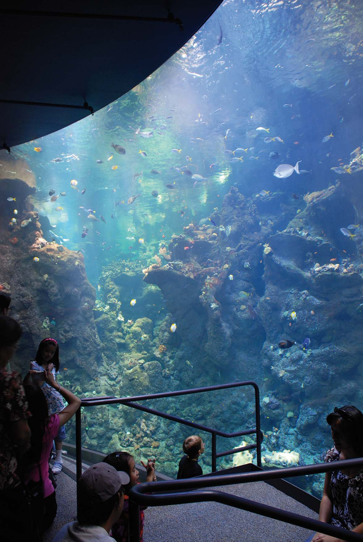 Calofornia Academy of Sciences, San Francisco, CA (with RPBW)