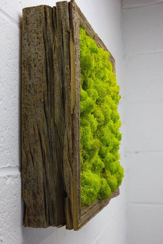 Мох.Стабилизированный мох. Ягель.Фитостены