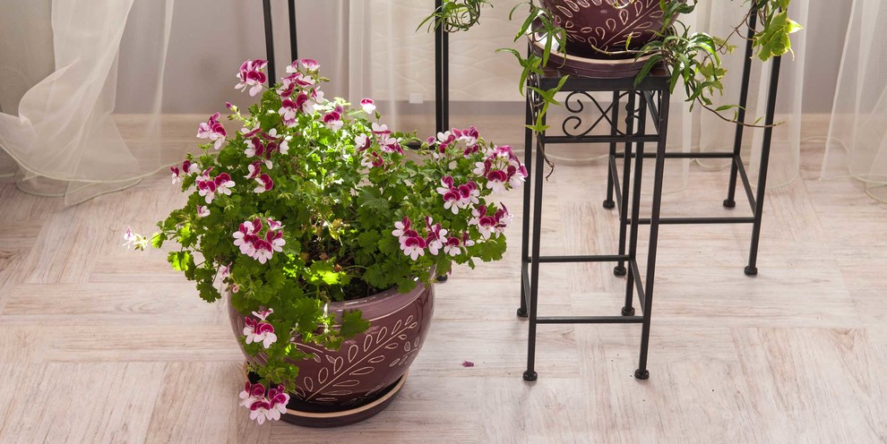 Программа Фазенда