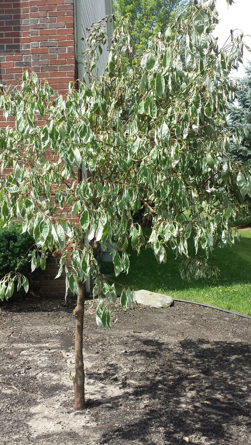 Transplanted Tree Not Looking So Good Help