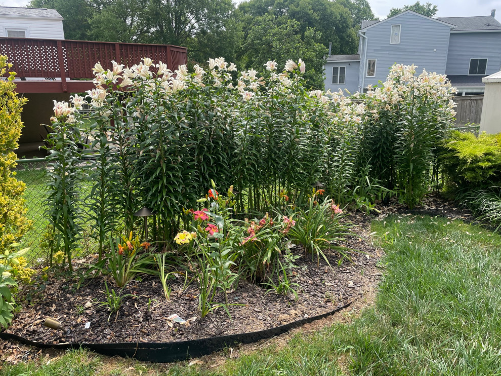 Companion plants for Lily (Stargazer) and Day Lilies