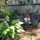 Last commented by GardenGalBC