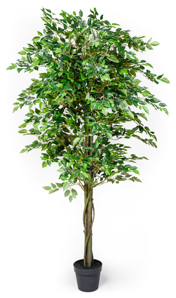 Serene Spaces Living Ficus Tree, Real Looking Tree, 71" Modern