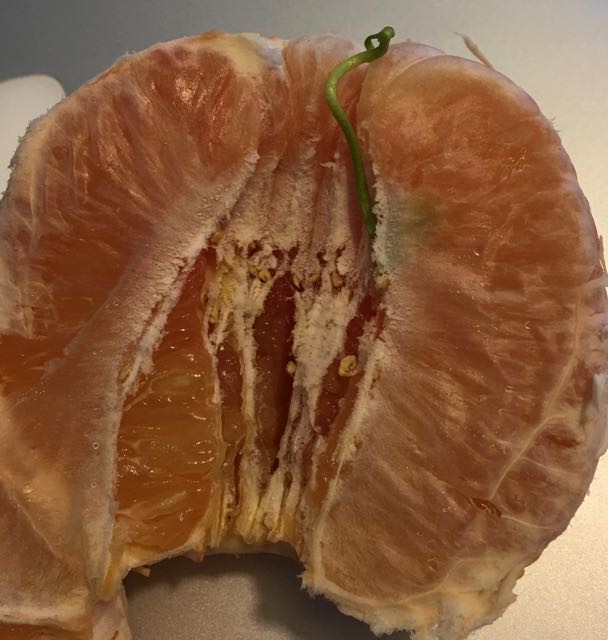 Grapefruit 