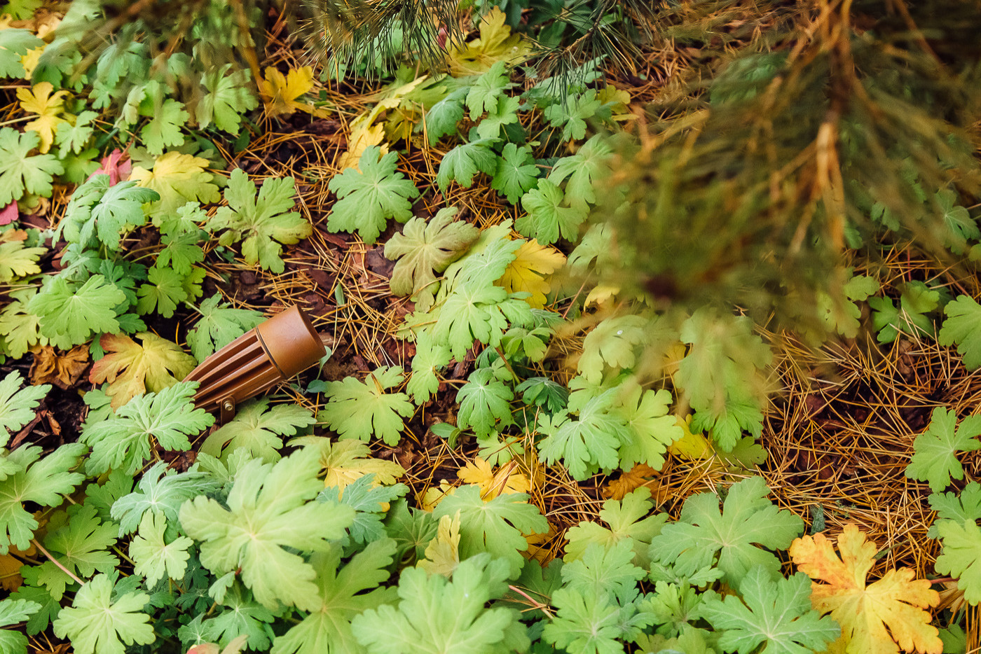 Хвойный переулок