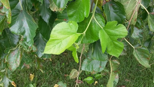 Is This Weeping Mulberry Is This Weeping Mulberry
