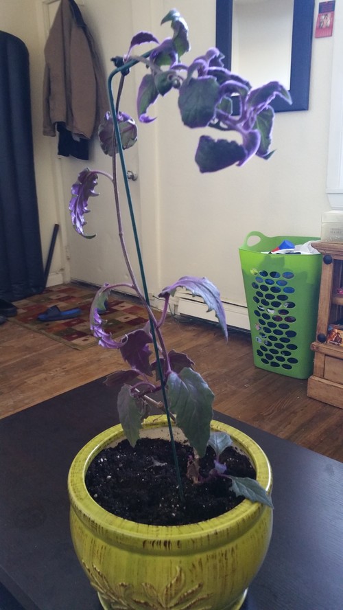 dying purple passion plant!!