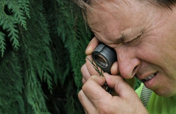 Peter Atkins looks for aphids on Arborvitae
