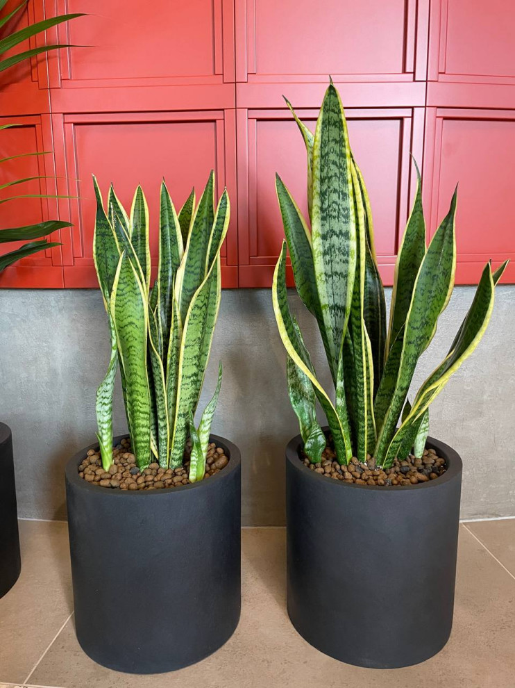 Пиццерия Peperoni г. Санкт-Петербург