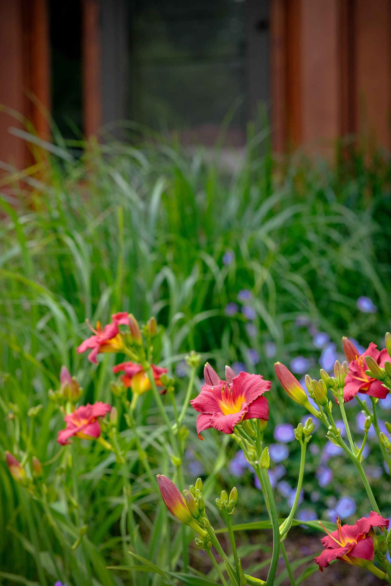 Traditional Saltbox Landscape Update - Brookfield