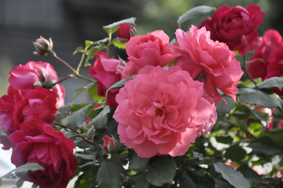 д. Косово - Уход за садом - 100% качество