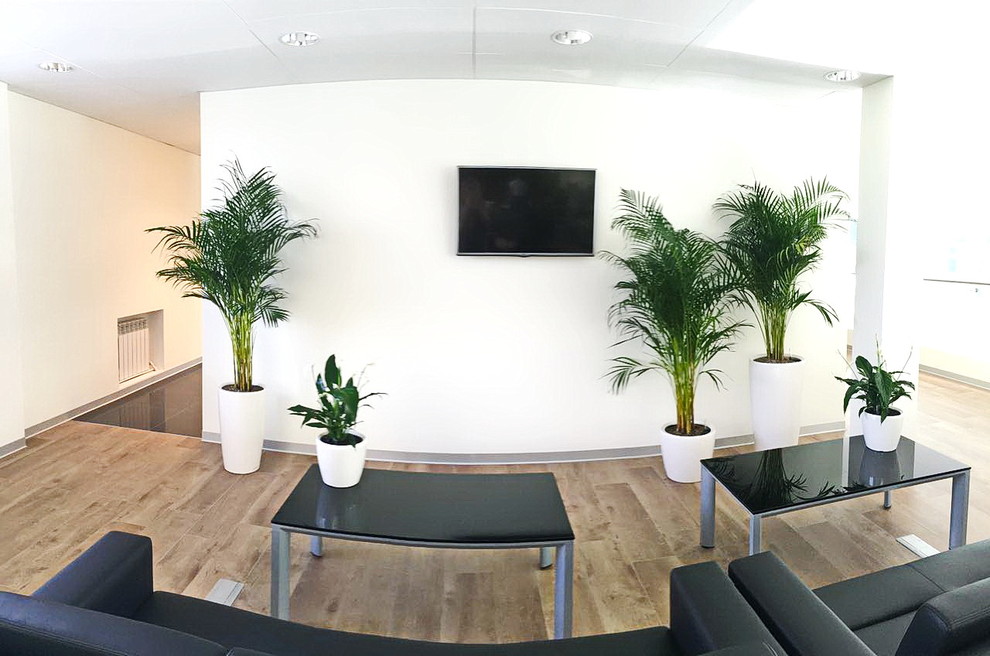 Озеленение автосалона Лексус Хабаровск