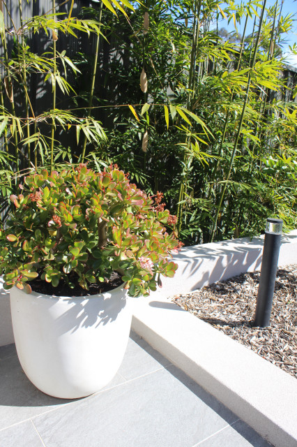 Backyard Progress moderne-have
