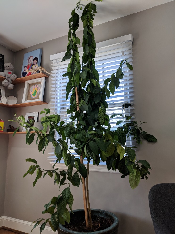 ARIKHA、Kichen-boardEggplant and Lemon 71h4NWJmVkS._AC_SY200_QL15_.jpg